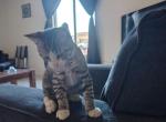Scooter - American Shorthair Kitten For Adoption - 