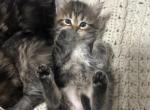 Mochi - Siberian Kitten For Sale - Lynnfield&comma; MA&comma; US