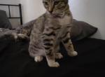 Blaze - American Shorthair Kitten For Adoption - 
