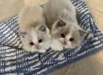 Gaston - Ragdoll Kitten For Sale - 