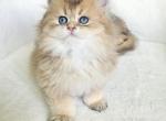 Brittesh long hair 1 - Scottish Fold Kitten For Sale - Helotes&comma; TX&comma; US