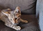 Tigger - American Shorthair Kitten For Adoption - 