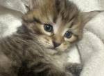 Dumpling - Siberian Kitten For Sale - Lynnfield&comma; MA&comma; US
