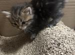 Nugget - Siberian Kitten For Sale - Lynnfield&comma; MA&comma; US