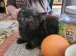 Velvet - Maine Coon Kitten For Sale - Van Horne&comma; IA&comma; US