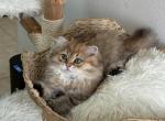 Scottish fold straight kitten - Scottish Straight Kitten For Sale - Celebration&comma; FL&comma; US