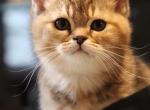 Moose - British Shorthair Kitten For Sale - Suffield&comma; CT&comma; US
