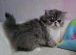 Persian female bicolor - Persian Kitten For Sale - 