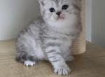 Flynn - Scottish Straight Kitten For Sale - Simpsonville&comma; SC&comma; US