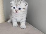 Charming - Scottish Fold Kitten For Sale - Simpsonville&comma; SC&comma; US