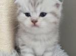 Thomas - Scottish Fold Kitten For Sale - Simpsonville&comma; SC&comma; US
