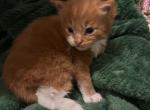 Sunny - Maine Coon Kitten For Sale - Chouteau&comma; OK&comma; US