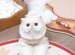 Sweet - Persian Kitten For Sale - Queens&comma; NY&comma; US