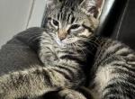 Grey girl cat is called may - Bombay Kitten For Sale - Denver&comma; CO&comma; US