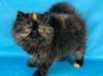 Daphne - Persian Kitten For Sale - Willis&comma; TX&comma; US