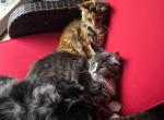 Molly and Marshall - Maine Coon Kitten For Adoption - Orrville&comma; OH&comma; US