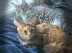 Molly and Marshall - Maine Coon Kitten For Sale - Orrville&comma; OH&comma; US