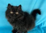 Shaggy - Persian Kitten For Sale - Willis&comma; TX&comma; US