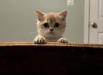 Mica - British Shorthair Kitten For Sale - Fairfax&comma; VA&comma; US