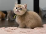 Mica - British Shorthair Kitten For Sale - Fairfax&comma; VA&comma; US