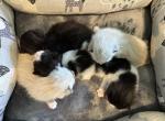 Perfect - Domestic Kitten For Sale - Ashburnham&comma; MA&comma; US