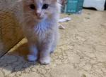 Caser - American Longhair Kitten For Sale - Myrtle Creek&comma; OR&comma; US