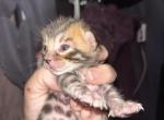 2 Bengal boys Pending - Bengal Kitten For Sale - 