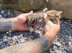 Timon - Bengal Kitten For Sale - Needmore&comma; PA&comma; US