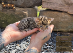 Tiana - Bengal Kitten For Sale - Needmore&comma; PA&comma; US