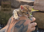 Charlotte - Bengal Kitten For Sale - Needmore&comma; PA&comma; US