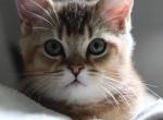 Simba - Scottish Straight Kitten For Sale - Suffield&comma; CT&comma; US