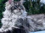 Lexi - Maine Coon Kitten For Sale - Miami&comma; FL&comma; US