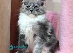 Tina - Maine Coon Kitten For Sale - Hollywood&comma; FL&comma; US