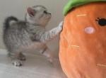 Lara - Scottish Straight Kitten For Sale - Brooklyn&comma; NY&comma; US