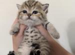 Nala - Scottish Straight Kitten For Sale - Brooklyn&comma; NY&comma; US