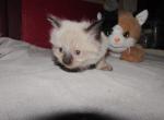 kittens deposit - Ragdoll Kitten For Sale - Beckley&comma; WV&comma; US