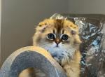 Scottish Fold kitten - Scottish Fold Kitten For Sale - New York&comma; NY&comma; US