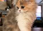 dilute calico persian - Persian Kitten For Sale - Bourbonnais&comma; IL&comma; US