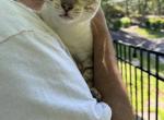 Latte - Bengal Kitten For Sale - E Stroudsburg&comma; PA&comma; US