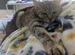 Reeses - American Shorthair Cat For Adoption - Cibolo&comma; TX&comma; US