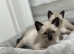 Siamese kitty - Siamese Kitten For Sale - 