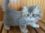 IVY - Persian Kitten For Sale - Agawam&comma; MA&comma; US