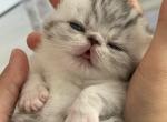 Exotic shorthair - Exotic Kitten For Sale - Hollywood&comma; FL&comma; US