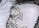 Wasabi - Scottish Straight Kitten For Sale - Monticello&comma; MN&comma; US