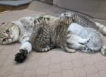 Bruno litter - Scottish Fold Kitten For Sale - Holland&comma; PA&comma; US