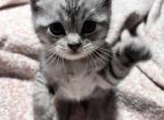 Bobby - Scottish Straight Kitten For Sale - Monticello&comma; MN&comma; US