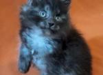 Maine Coon kittens - Maine Coon Kitten For Sale - Charleston&comma; WV&comma; US