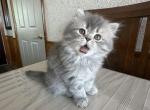 REN - Persian Kitten For Sale - Agawam&comma; MA&comma; US