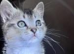 Derpy - Scottish Straight Kitten For Sale - Monticello&comma; MN&comma; US