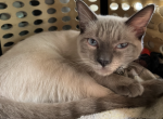 Yuki - Siamese Cat For Sale - Canoga Park&comma; CA&comma; US